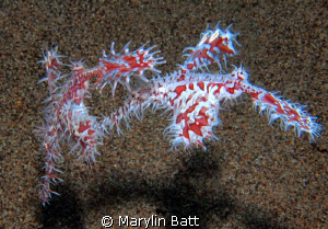Beautiful pair of Ghost Pipefish.  Just seeing these make... by Marylin Batt 